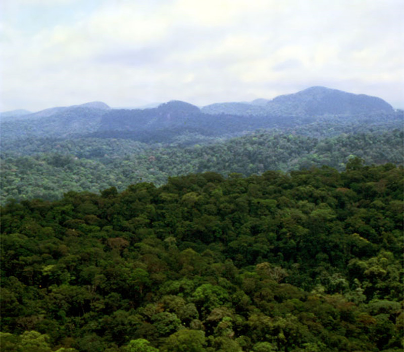 Guyane : Vue aérienne des reliefs modérés couverts de forêts denses