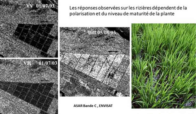 Rizières en Guyane : A la même date, du 1er juillet 2003, les polarisations VV et VH donnent des réponses différentes sur la partie Ouest, qui doit correspondre à un sol labouré rugueux et sans végétation